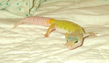 Leopard Gecko #2