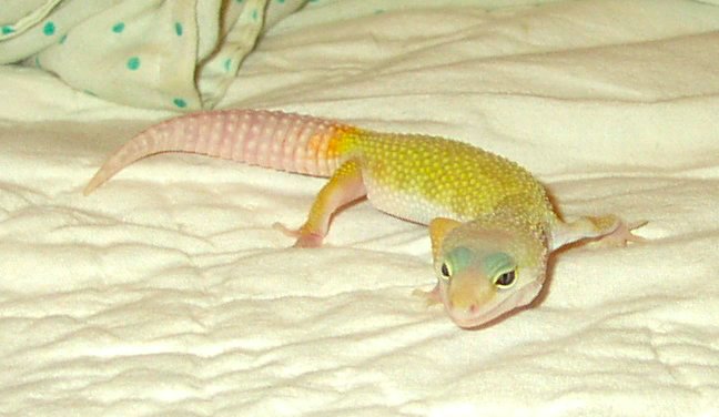 Leopard Gecko #2