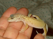 Leopard Gecko #3