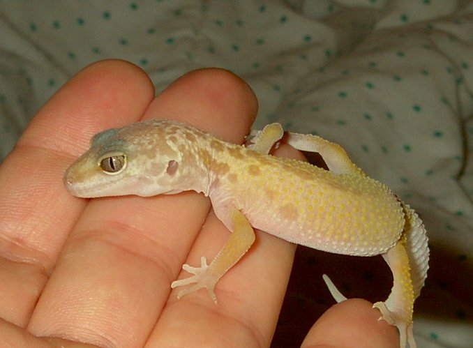 Leopard Gecko #3