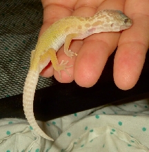 Leopard Gecko #3 NEEDS a name!
