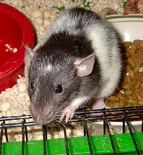 Lestat