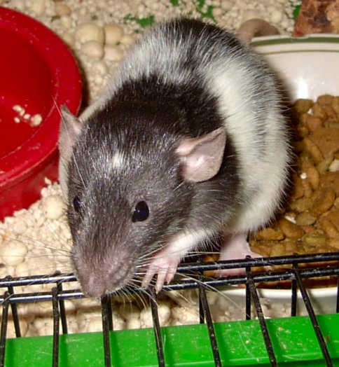 Lestat