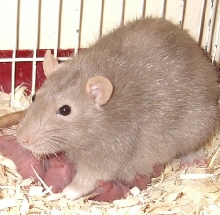 Lilac with babies