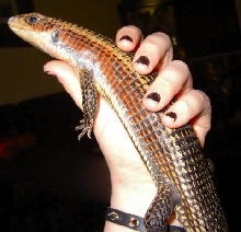 Giant Plated Lizard