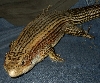 Lizzy the black lined plated lizard