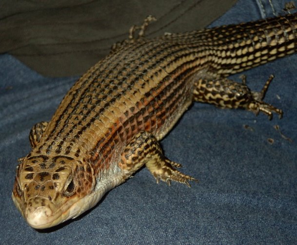 Lizzy the black lined plated lizard