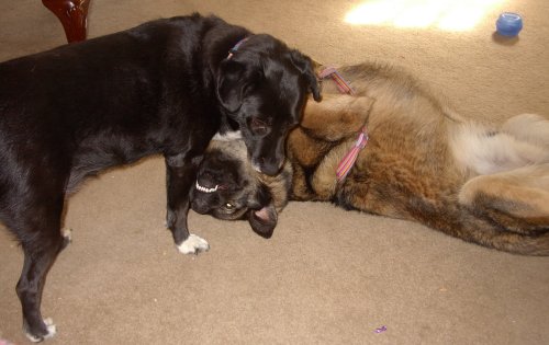 Mandy and Ozzie