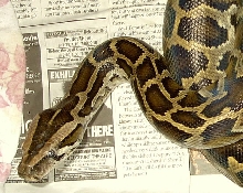 Rescued Burmese
