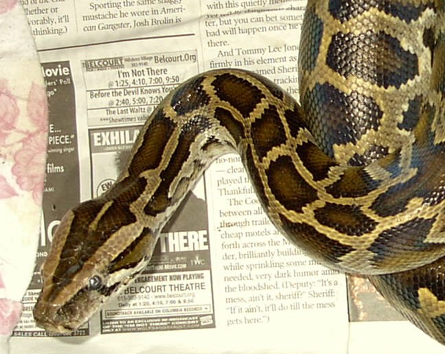 Rescued Burmese