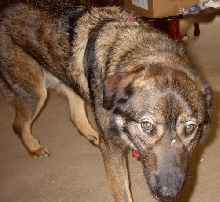 Ozzie Up Close