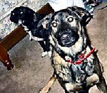 Ozzie as pup