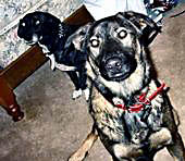 Ozzie as pup
