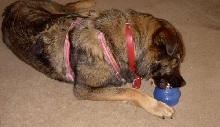 Ozzie Chewing