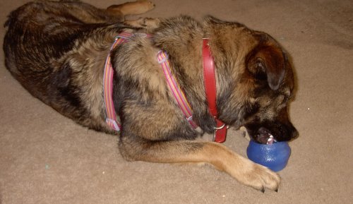 Ozzie Chewing
