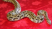6 foot female burmese