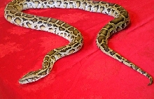 6 foot female burmese #2