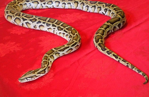 6 foot female burmese #2