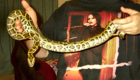 Baby Burmese being held