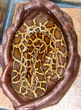 Pixil in her water bowl