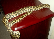 Pixil the baby burm