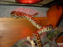 Pixil exploring1