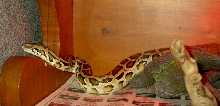 Pixil exploring2