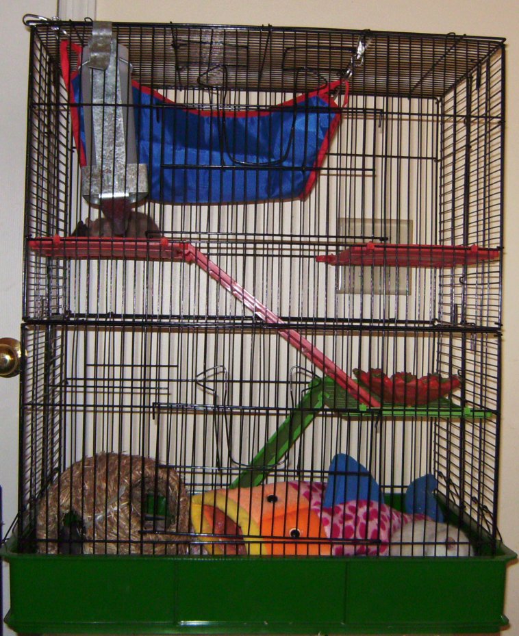 Rat Cage