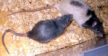 Blue Rats