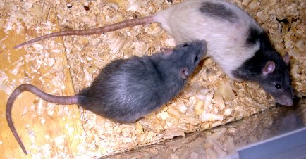 Blue Rats