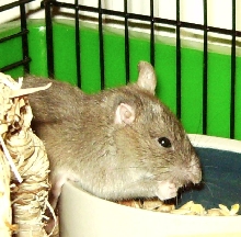 Vangough