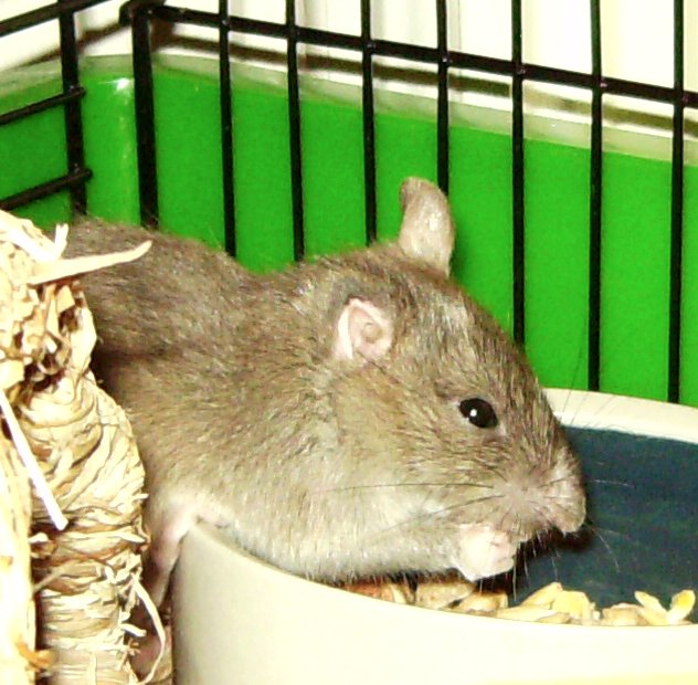 Vangough