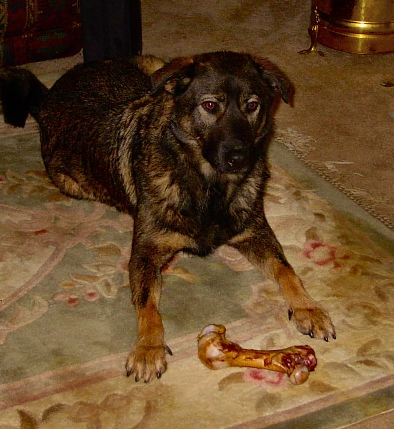 Ozzie after bathtime