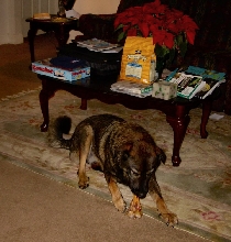 Ozzie after bath with messy house :P