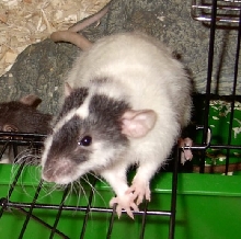 Zeus
