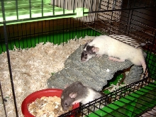Ratties-Zeus and Lestat