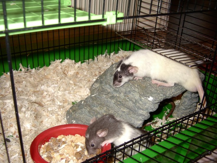Ratties-Zeus and Lestat