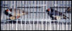 Black Cheek Zebra Finches