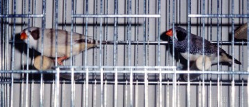 Black Cheek Zebra Finches