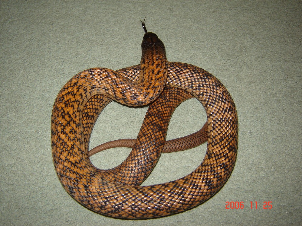 Unusual red phase spotted black