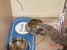 Sharing the dog food