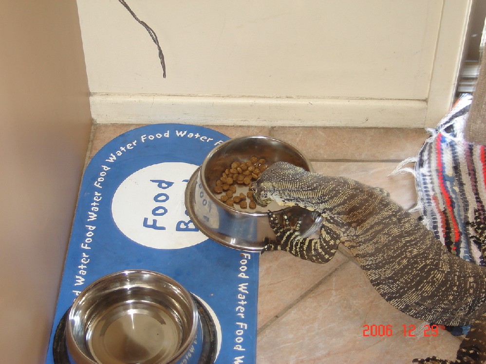 Sharing the dog food