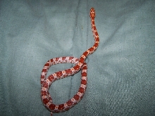 hypo corn