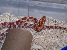Hypo corn