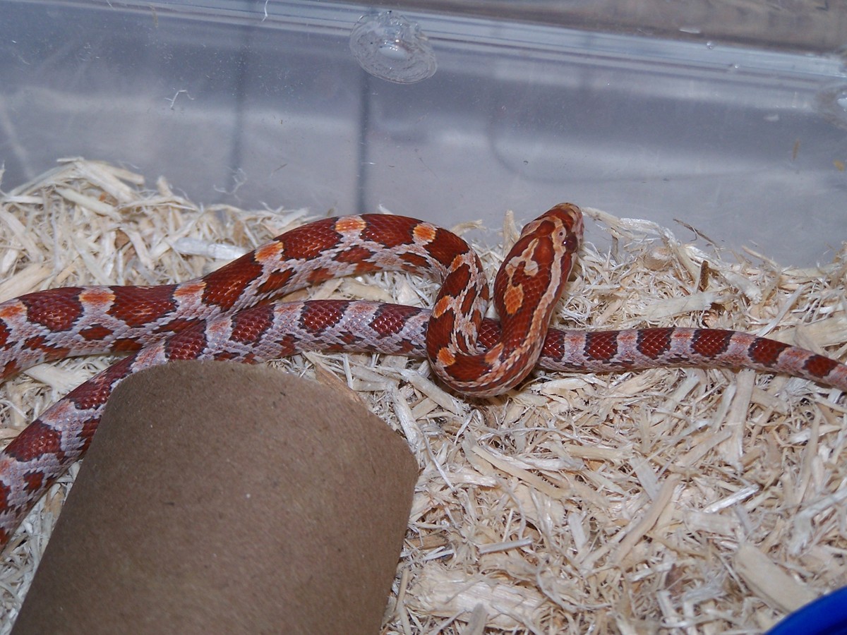 Hypo corn