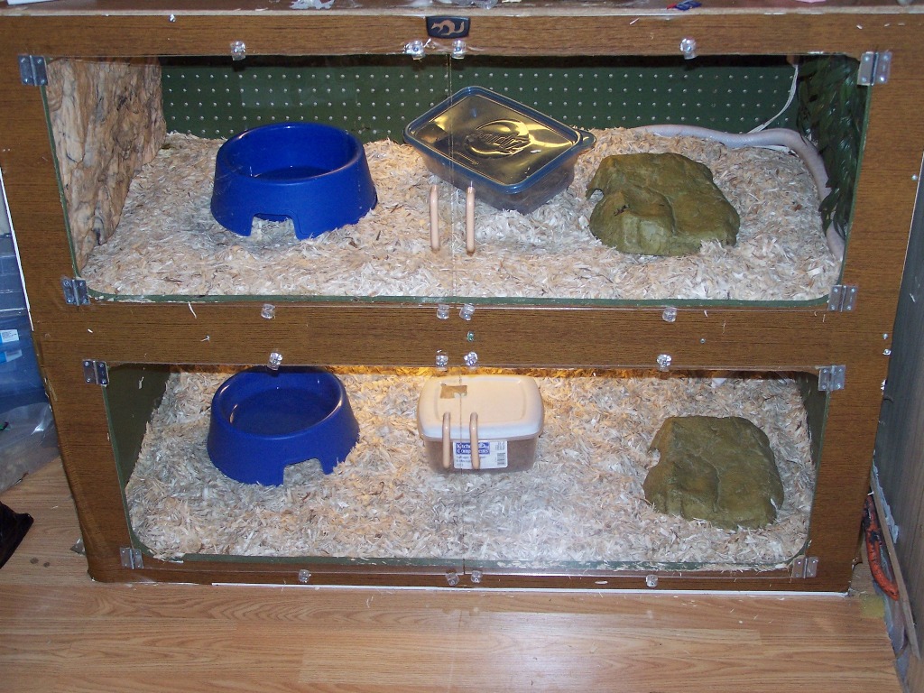 Corn Hab
