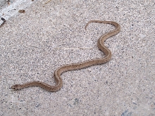 Northern brown snake