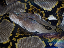 retic