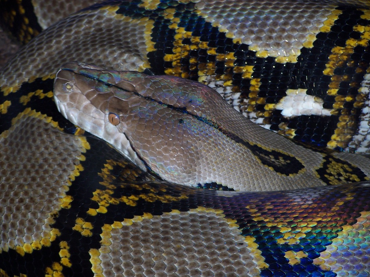 retic