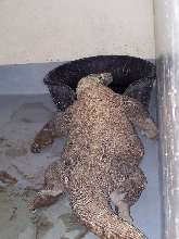 The Toronto Zoo's male komodo